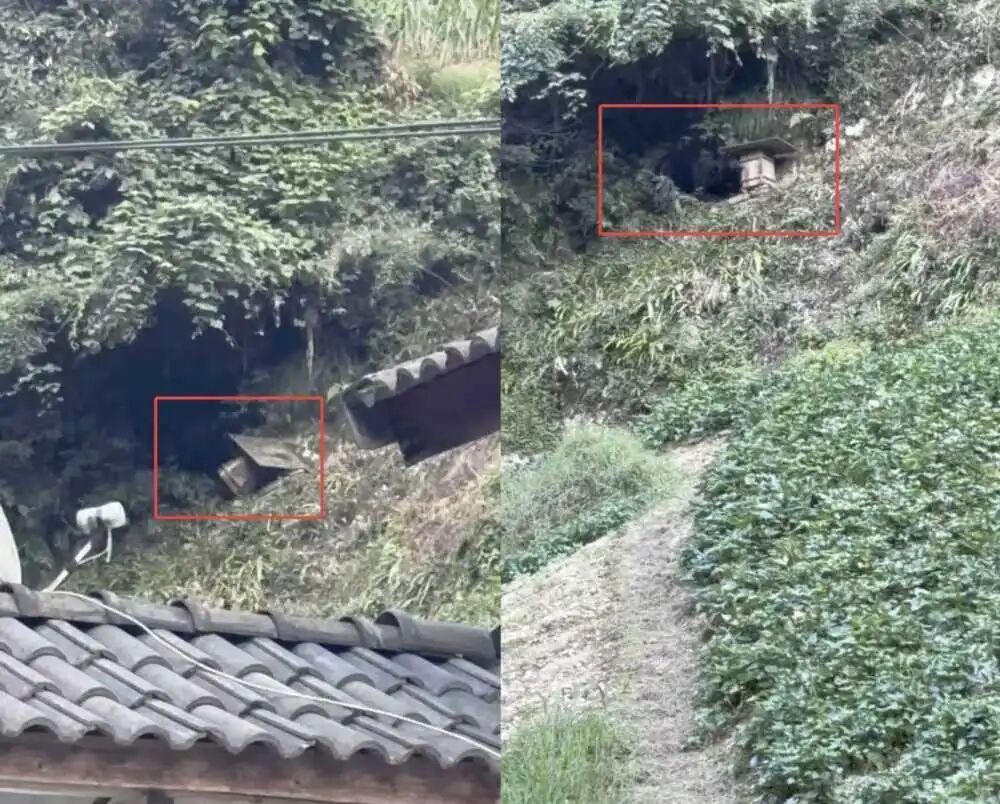 湖北一黑熊多次下山偷吃蜂蜜，被村民驱赶后叼走蜂桶，镇政府回应：可通过保险理赔