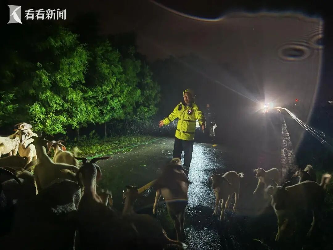 狂风暴雨中,上海一羊群受惊逃上大马路!警方出手 狂风暴雨中,上海一羊群受惊逃上大马路!警方出手