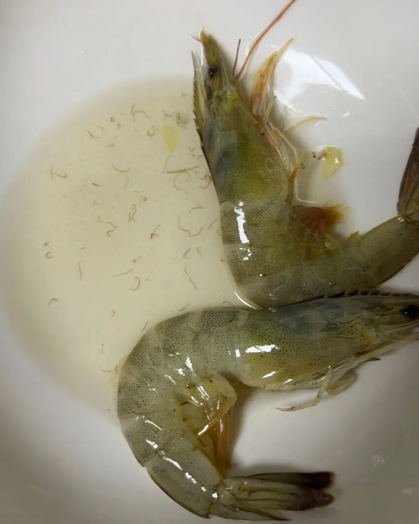 女子洗虾洗出密密麻麻线状虫子,网友:这是寄生虫还是虾崽?医生提醒 女子洗虾洗出密密麻麻线状虫子,网友:这是寄生虫还是虾崽?医生提醒
