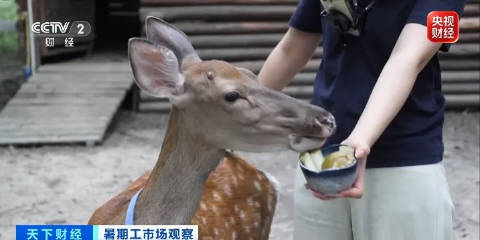 令人“心动”的offer,大学生扎堆当景区NPC! 令人“心动”的offer,大学生扎堆当景区NPC!