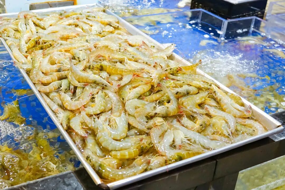 女子洗虾洗出密密麻麻线状虫子,网友:这是寄生虫还是虾崽?医生提醒 女子洗虾洗出密密麻麻线状虫子,网友:这是寄生虫还是虾崽?医生提醒