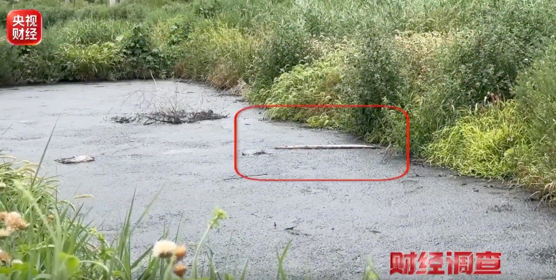 良田被毁，污水入河！央视曝光多地乡村排污乱象