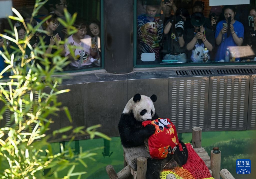 大熊猫“星美”迎来15岁生日