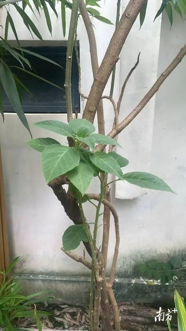 老人采“草药”煮水,老伴喝了昏迷送进ICU,儿子喝了产生严重幻觉!疾控紧急提醒→ 老人采“草药”煮水,老伴喝了昏迷送进ICU,儿子喝了产生严重幻觉!疾控紧急提醒→