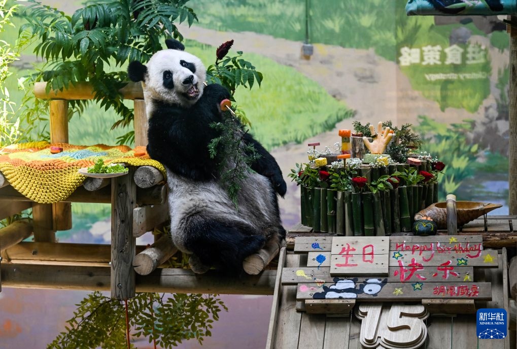 大熊猫“星美”迎来15岁生日