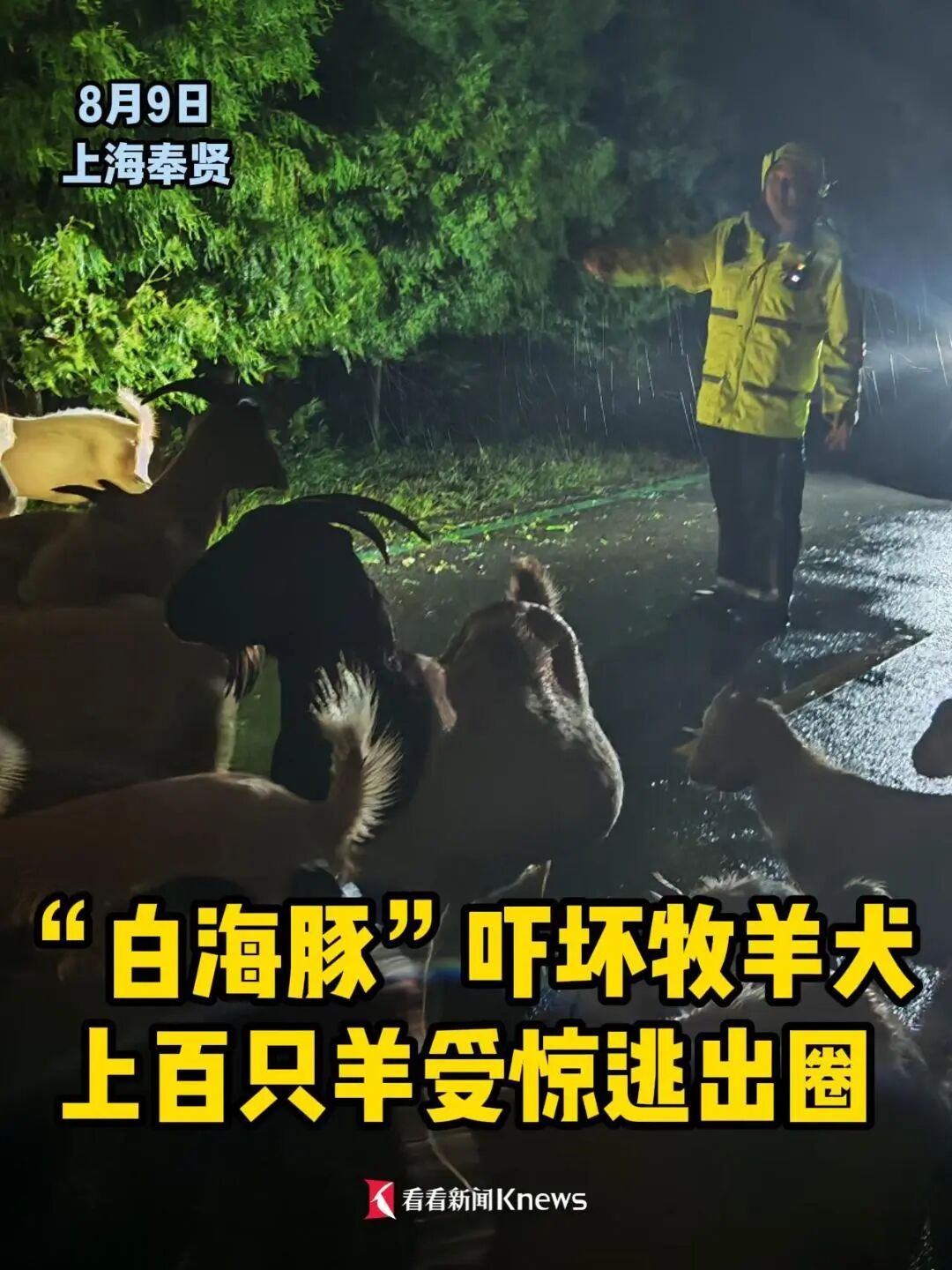 狂风暴雨中,上海一羊群受惊逃上大马路!警方出手 狂风暴雨中,上海一羊群受惊逃上大马路!警方出手
