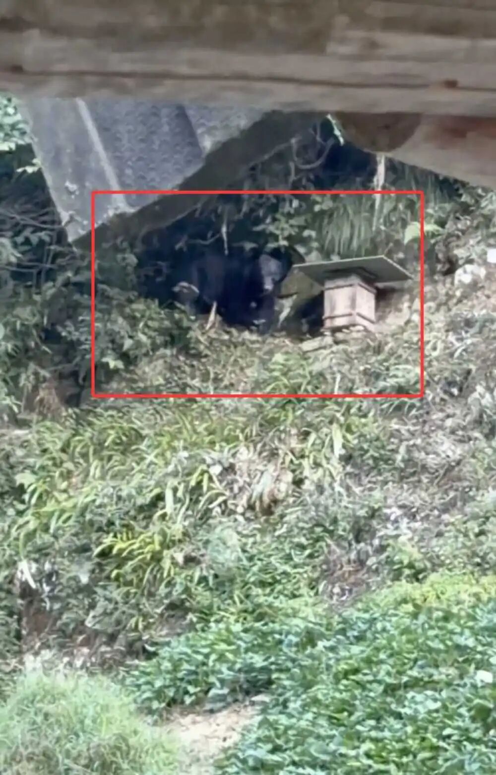 湖北一黑熊多次下山偷吃蜂蜜，被村民驱赶后叼走蜂桶，镇政府回应：可通过保险理赔