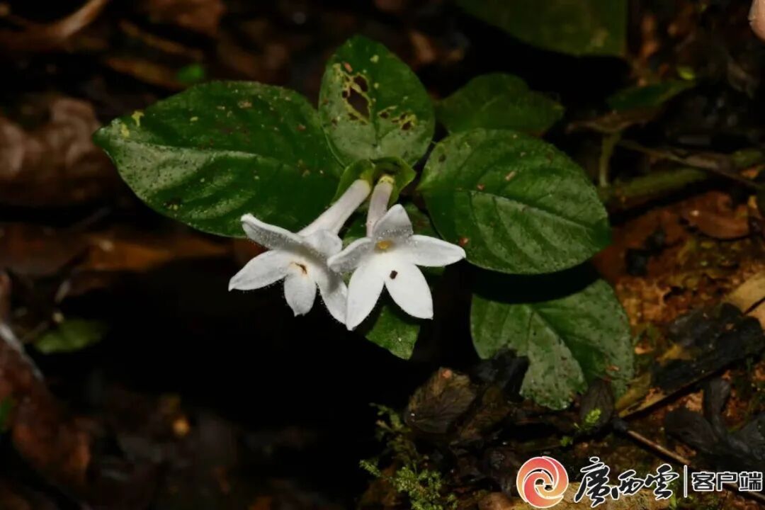 广西发现植物新种金钟山蛇根草 广西发现植物新种金钟山蛇根草
