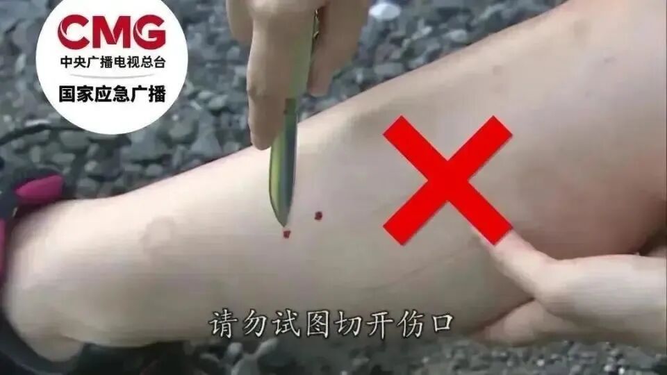 草丛中发现眼镜王蛇!结果竟是"一家38口"…夏季这份避险指南收好 草丛中发现眼镜王蛇!结果竟是"一家38口"…夏季这份避险指南收好