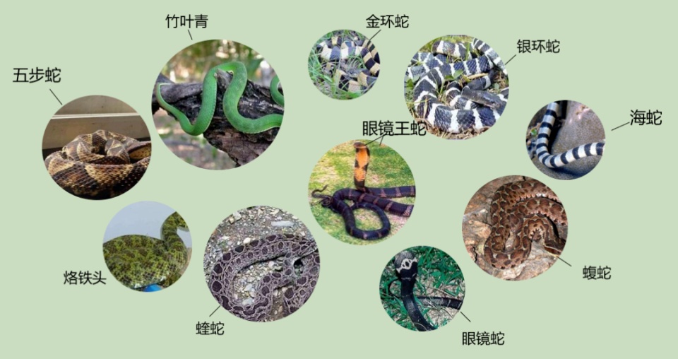 草丛中发现眼镜王蛇!结果竟是"一家38口"…夏季这份避险指南收好 草丛中发现眼镜王蛇!结果竟是"一家38口"…夏季这份避险指南收好