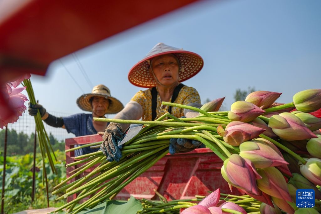 重庆大足:发展荷花产业 培育“美丽经济” 重庆大足:发展荷花产业 培育“美丽经济”