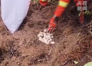 草丛中发现眼镜王蛇!结果竟是"一家38口"…夏季这份避险指南收好 草丛中发现眼镜王蛇!结果竟是"一家38口"…夏季这份避险指南收好