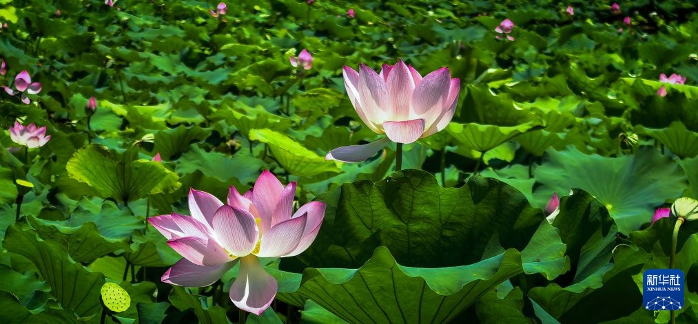 美丽中国丨秋风拂江城 荷韵满东湖