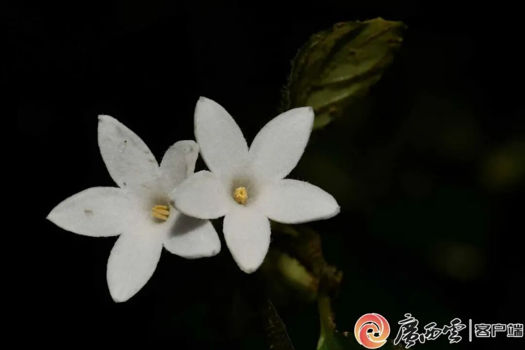 广西发现植物新种金钟山蛇根草 广西发现植物新种金钟山蛇根草