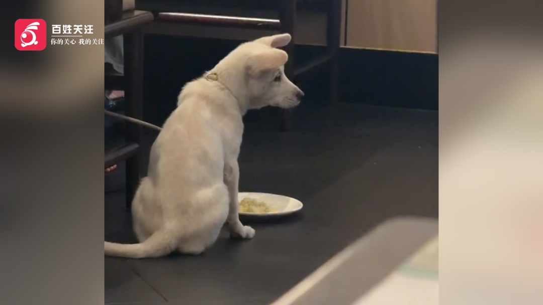 被明确拒绝仍私自喂狗!长沙一顾客用餐馆餐盘喂宠物,门店回应 被明确拒绝仍私自喂狗!长沙一顾客用餐馆餐盘喂宠物,门店回应