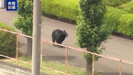 日本熊出没投诉激烈 一线人员压力剧增 日本熊出没投诉激烈 一线人员压力剧增