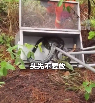 草丛中发现眼镜王蛇!结果竟是"一家38口"…夏季这份避险指南收好 草丛中发现眼镜王蛇!结果竟是"一家38口"…夏季这份避险指南收好
