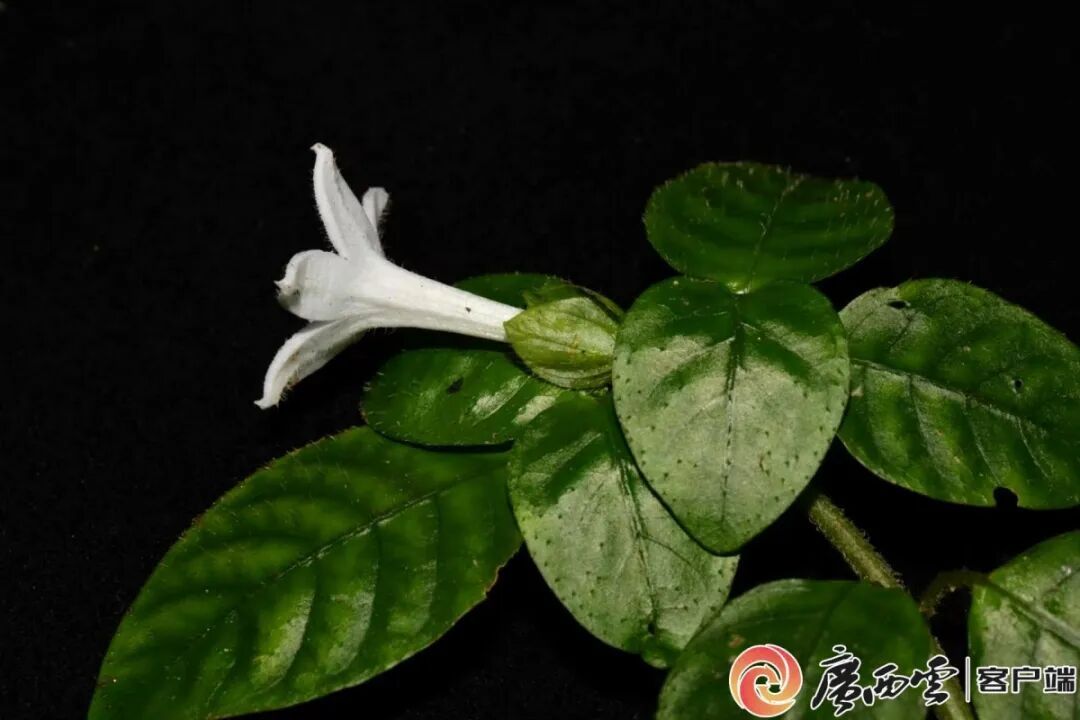 广西发现植物新种金钟山蛇根草 广西发现植物新种金钟山蛇根草