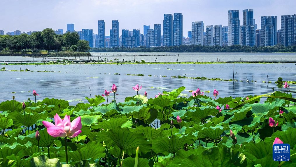 美丽中国丨秋风拂江城 荷韵满东湖
