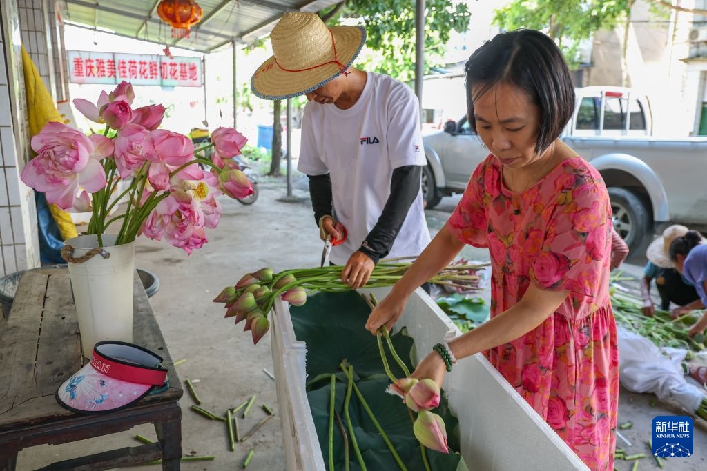 重庆大足:发展荷花产业 培育“美丽经济” 重庆大足:发展荷花产业 培育“美丽经济”
