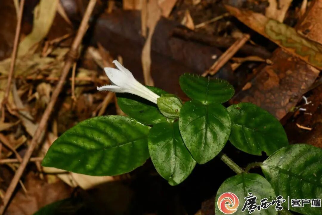 广西发现植物新种金钟山蛇根草 广西发现植物新种金钟山蛇根草