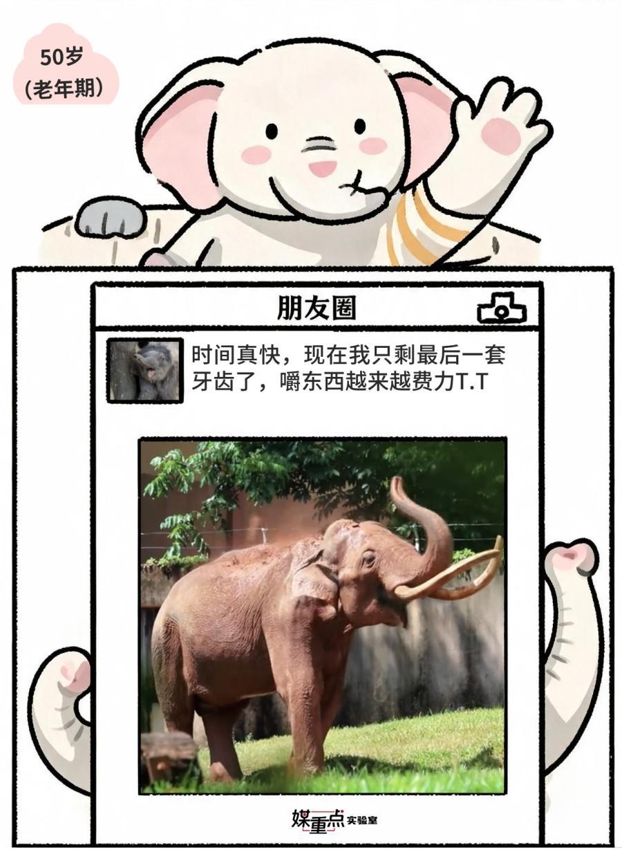 世界大象日|不小心看到了象的朋友圈 世界大象日|不小心看到了象的朋友圈