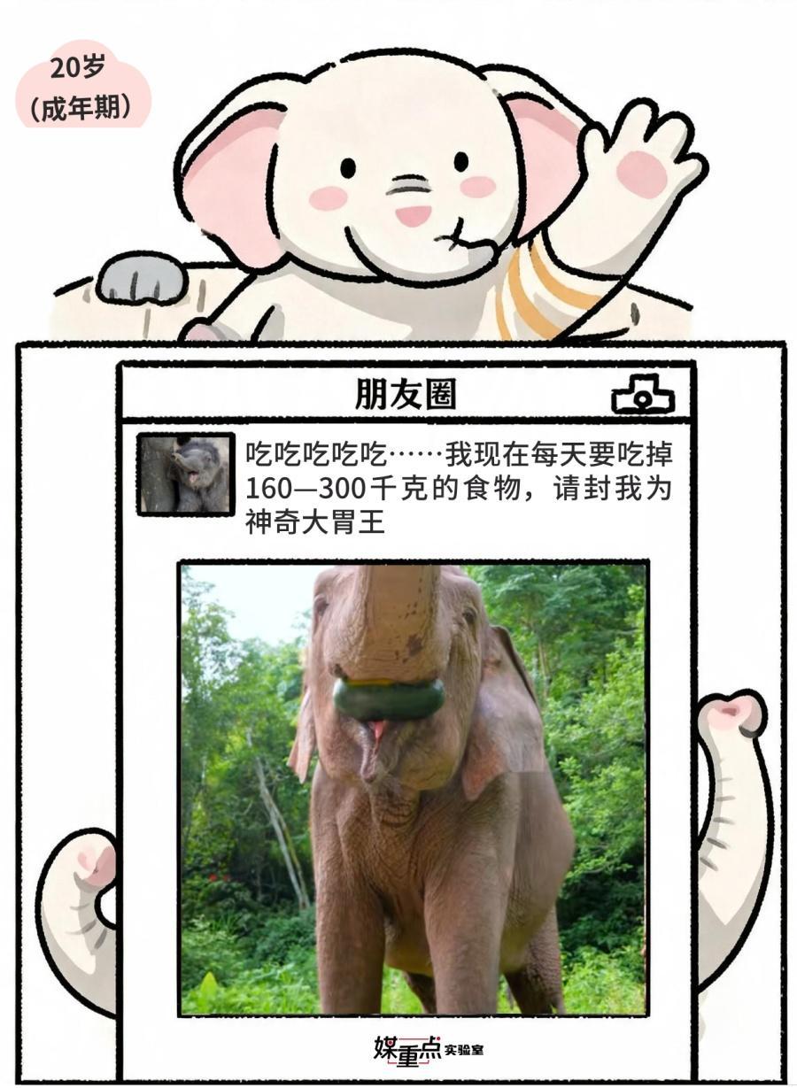 世界大象日|不小心看到了象的朋友圈 世界大象日|不小心看到了象的朋友圈