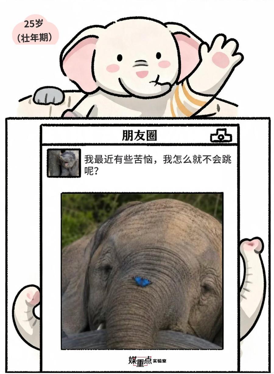 世界大象日|不小心看到了象的朋友圈 世界大象日|不小心看到了象的朋友圈