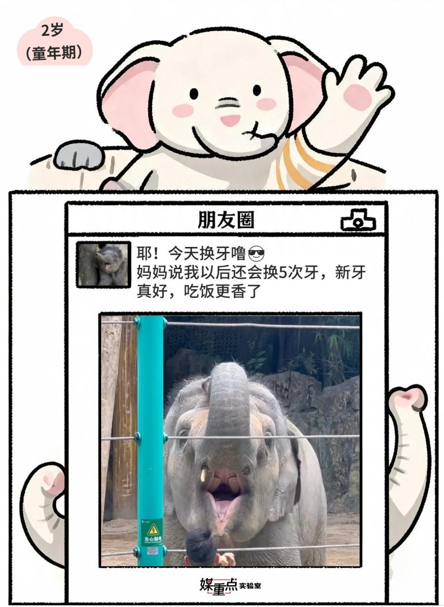 世界大象日|不小心看到了象的朋友圈 世界大象日|不小心看到了象的朋友圈