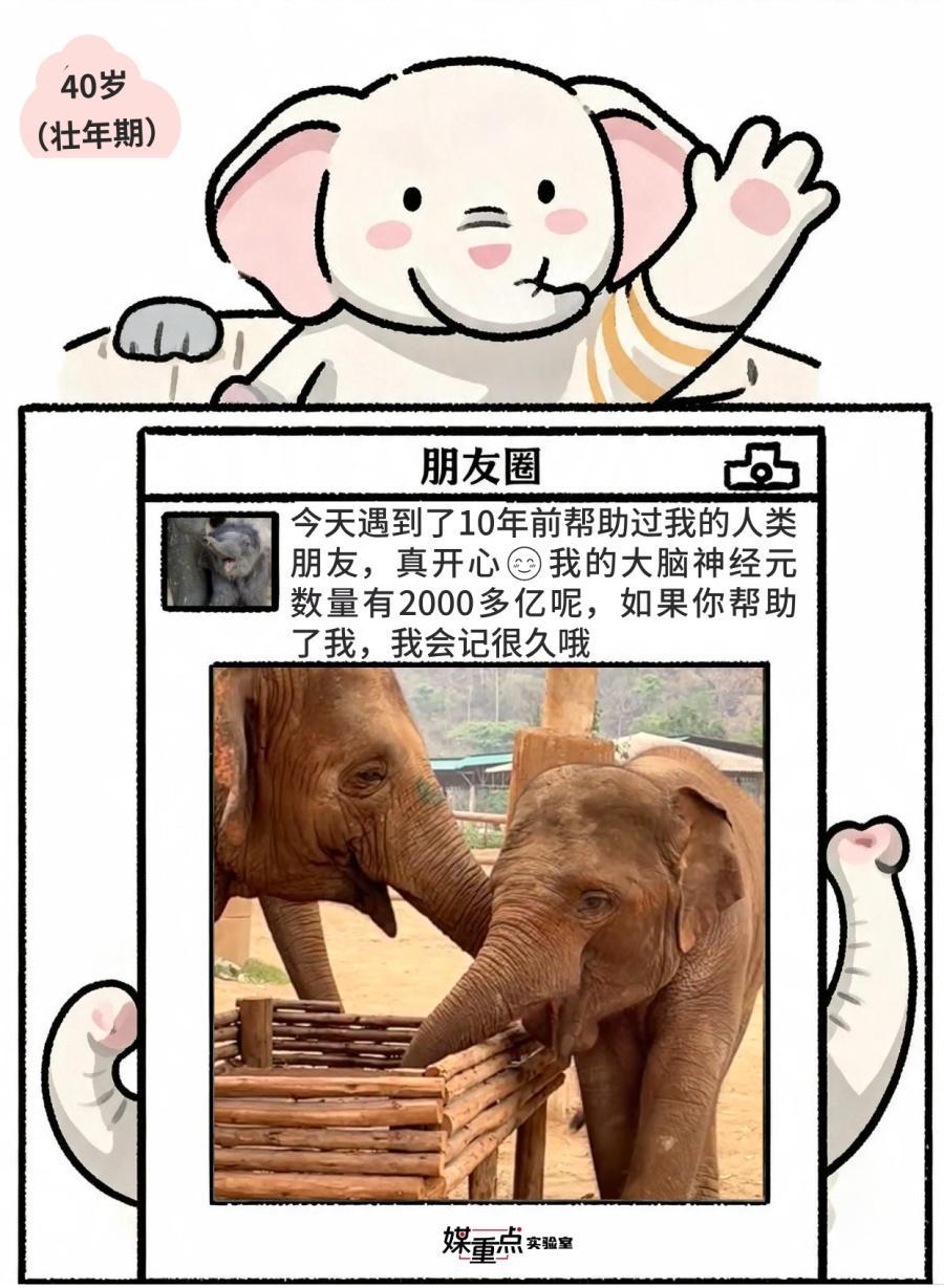 世界大象日|不小心看到了象的朋友圈 世界大象日|不小心看到了象的朋友圈