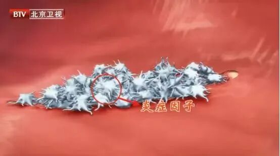 连喝3天绿豆汤,突发脑出血,医生:这4类情况再喜欢也要少碰 连喝3天绿豆汤,突发脑出血,医生:这4类情况再喜欢也要少碰