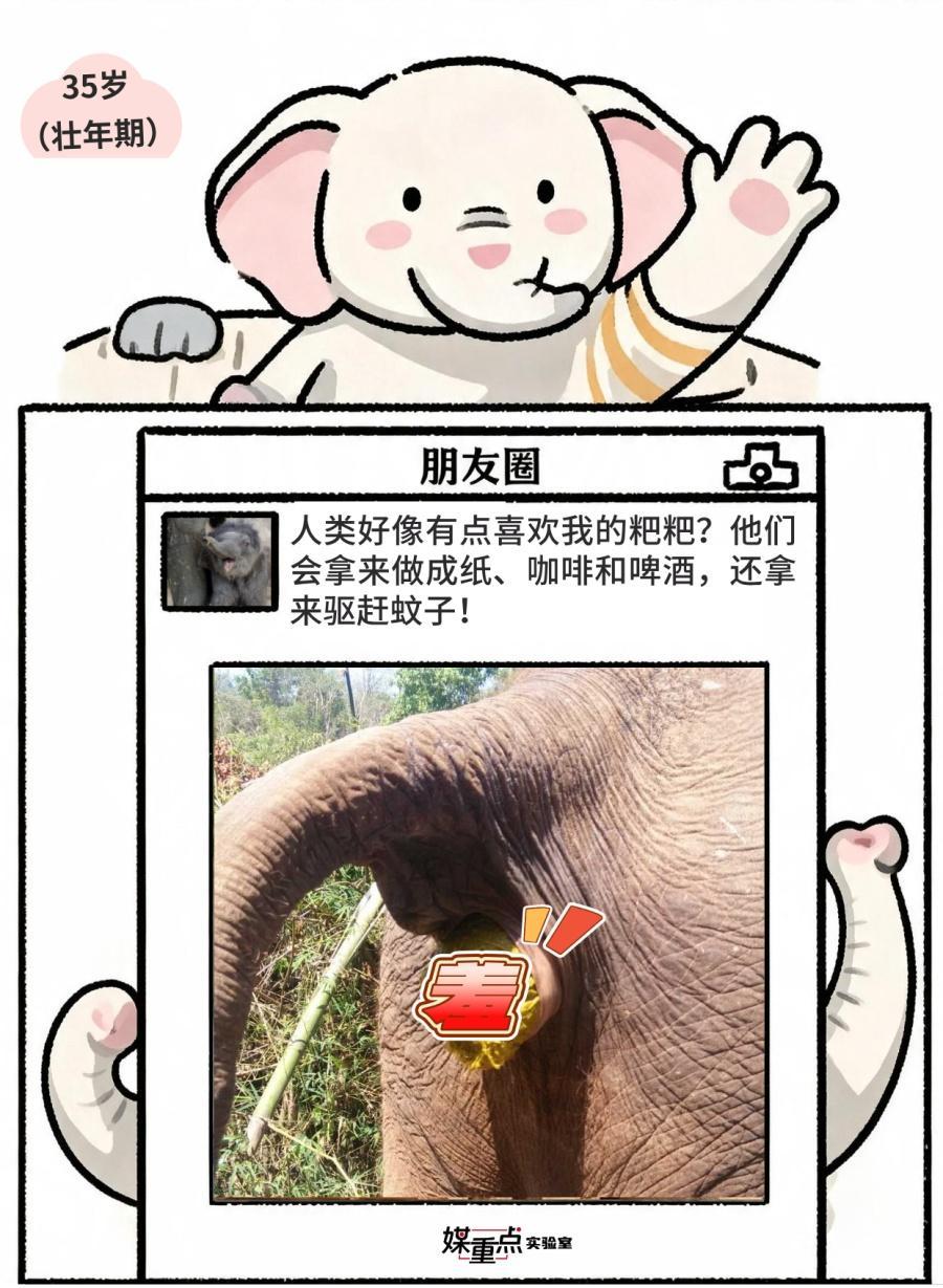 世界大象日|不小心看到了象的朋友圈 世界大象日|不小心看到了象的朋友圈
