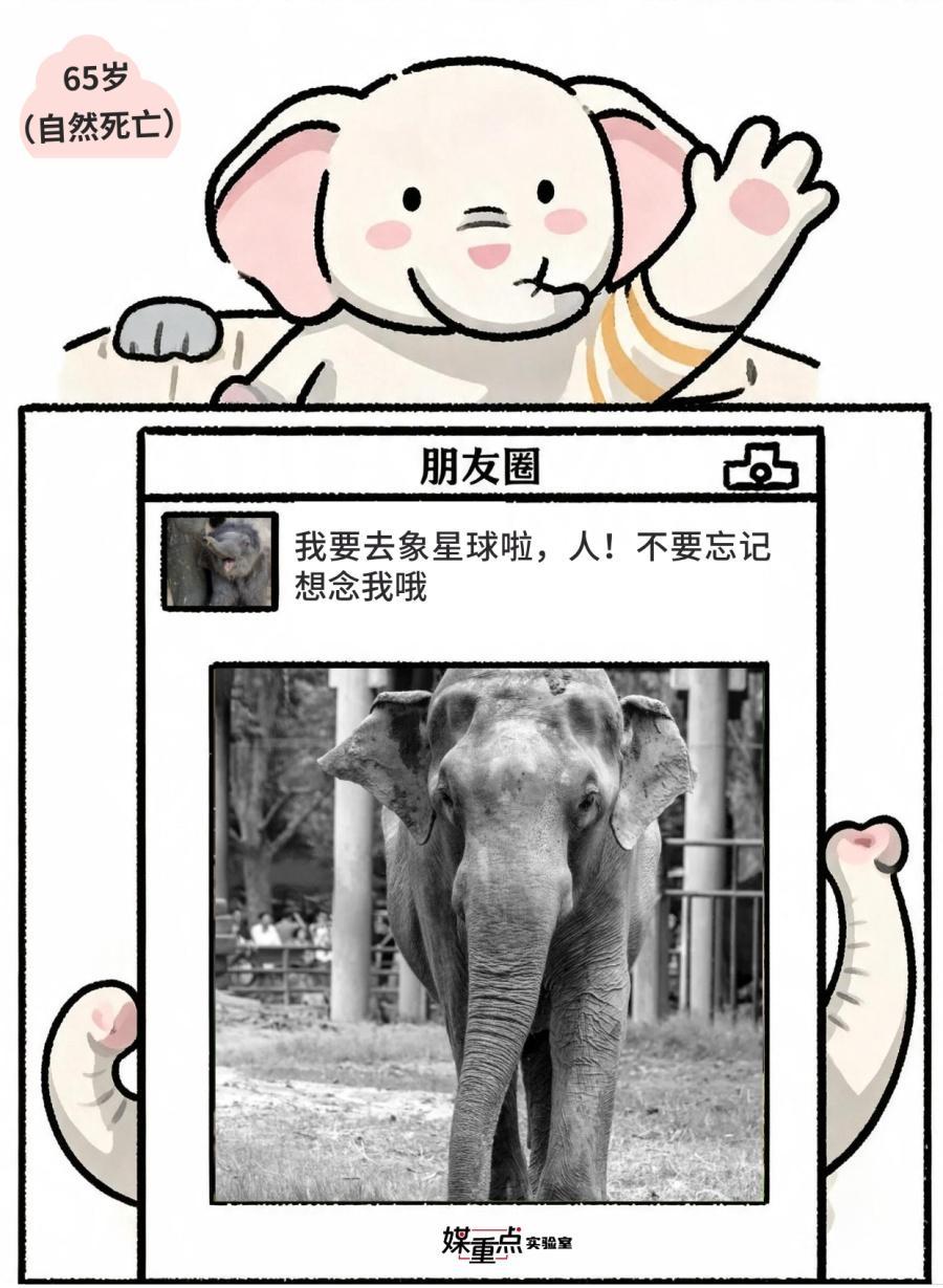 世界大象日|不小心看到了象的朋友圈 世界大象日|不小心看到了象的朋友圈