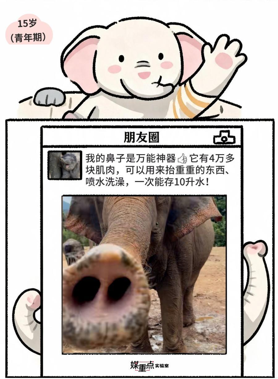 世界大象日|不小心看到了象的朋友圈 世界大象日|不小心看到了象的朋友圈