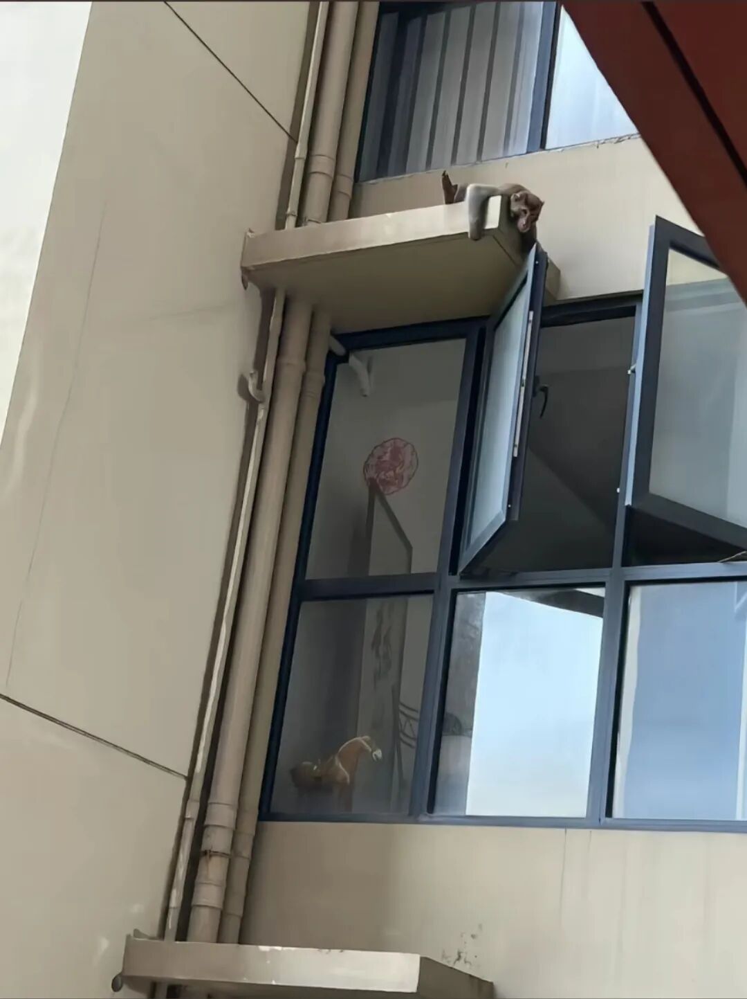 深圳一小区出现猴子飞檐走壁,当地:其行动敏捷,专业人员追踪多日没抓到 深圳一小区出现猴子飞檐走壁,当地:其行动敏捷,专业人员追踪多日没抓到