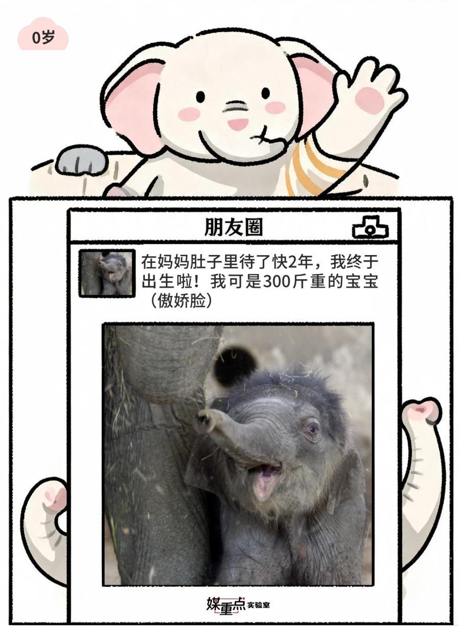 世界大象日|不小心看到了象的朋友圈 世界大象日|不小心看到了象的朋友圈