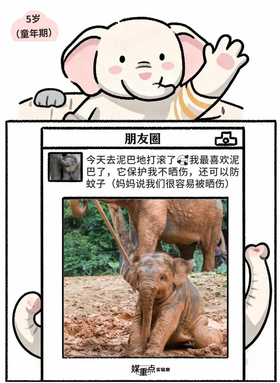 世界大象日|不小心看到了象的朋友圈 世界大象日|不小心看到了象的朋友圈