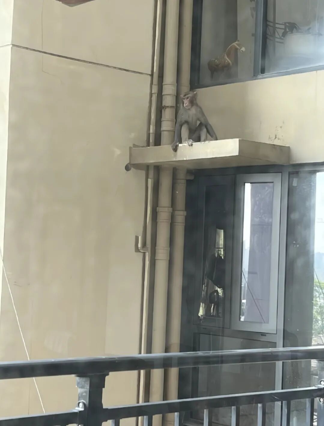 深圳一小区出现猴子飞檐走壁,当地:其行动敏捷,专业人员追踪多日没抓到 深圳一小区出现猴子飞檐走壁,当地:其行动敏捷,专业人员追踪多日没抓到