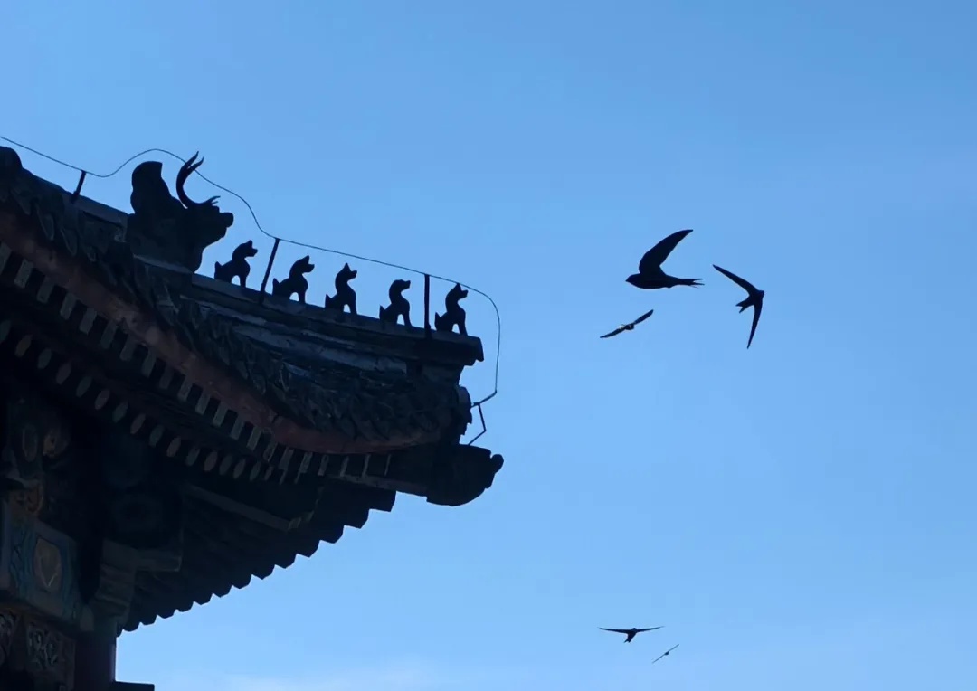 “以为北京雨燕往南飞，结果是往南非！”