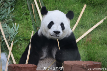 北动回应萌兰倒走行为