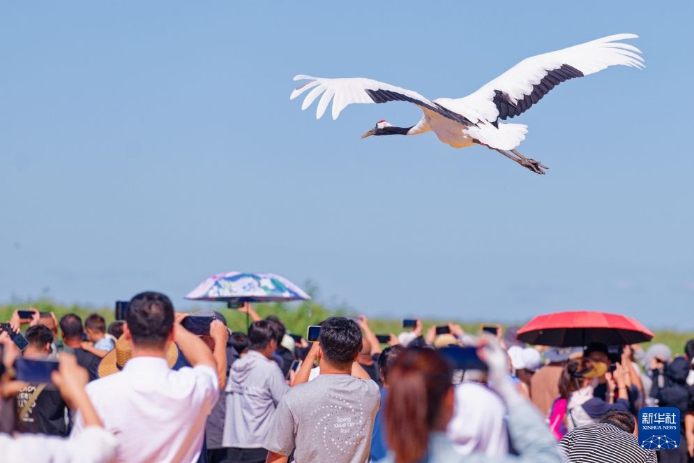 湿地鹤影绘生态画卷