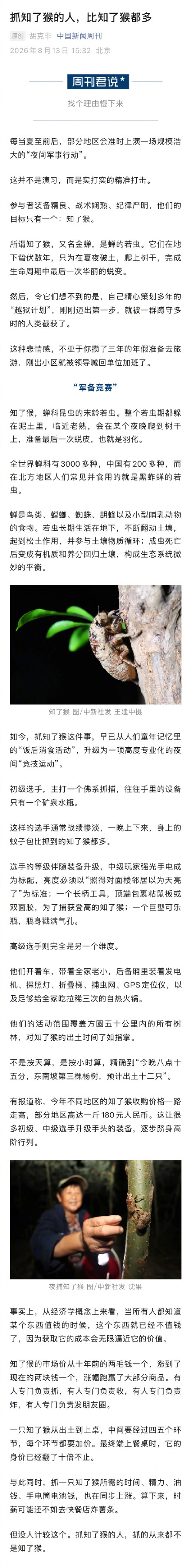 抓知了猴的人比知了猴都多
