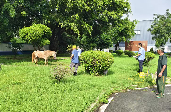 凌晨4点民警街头遛马？结局舒适了