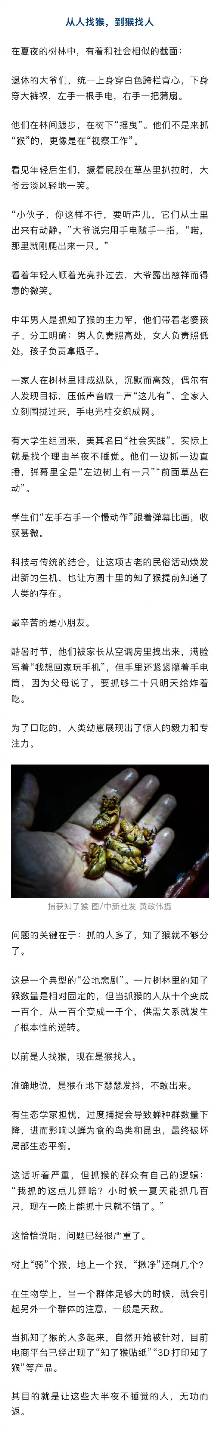 抓知了猴的人比知了猴都多