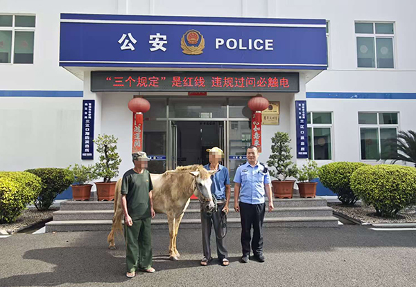 凌晨4点民警街头遛马？结局舒适了