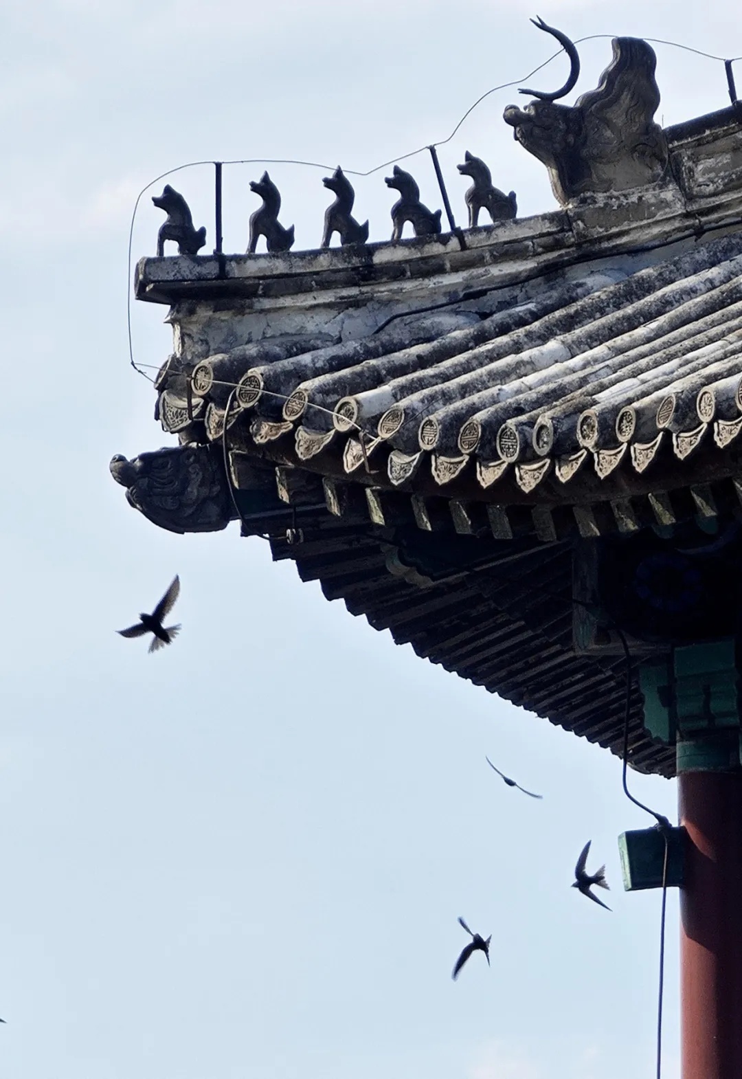 “以为北京雨燕往南飞，结果是往南非！”