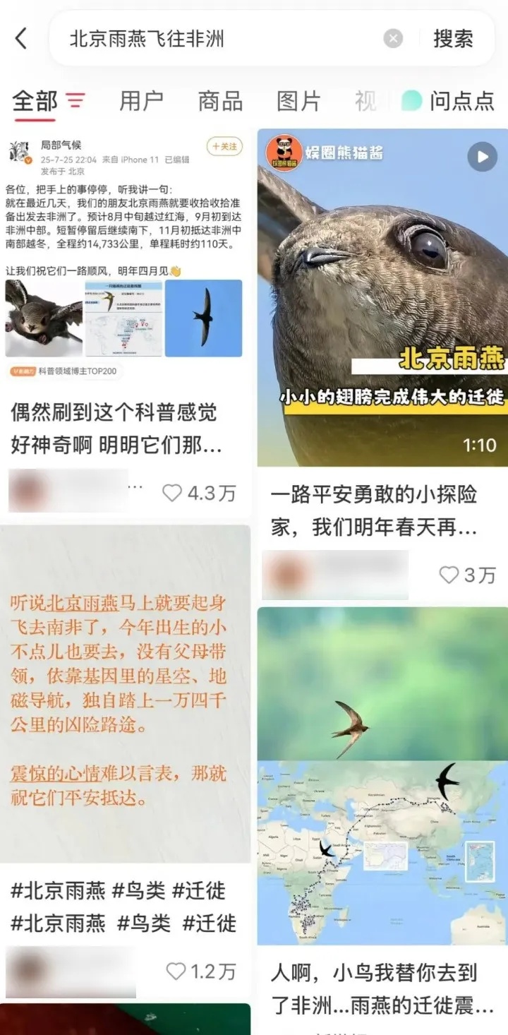 “以为北京雨燕往南飞，结果是往南非！”