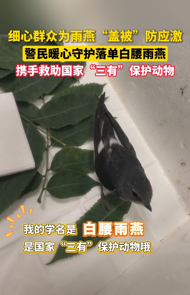 细心群众为受伤雨燕“盖被”防应激 &nbsp;警民携手及时救助野生白腰雨燕