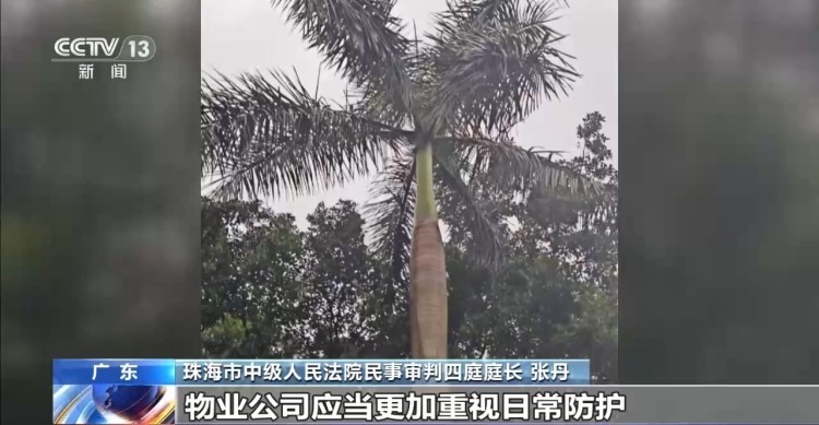 老人小区内遛弯被大王椰叶片砸成十级伤残 物业要担责吗？
