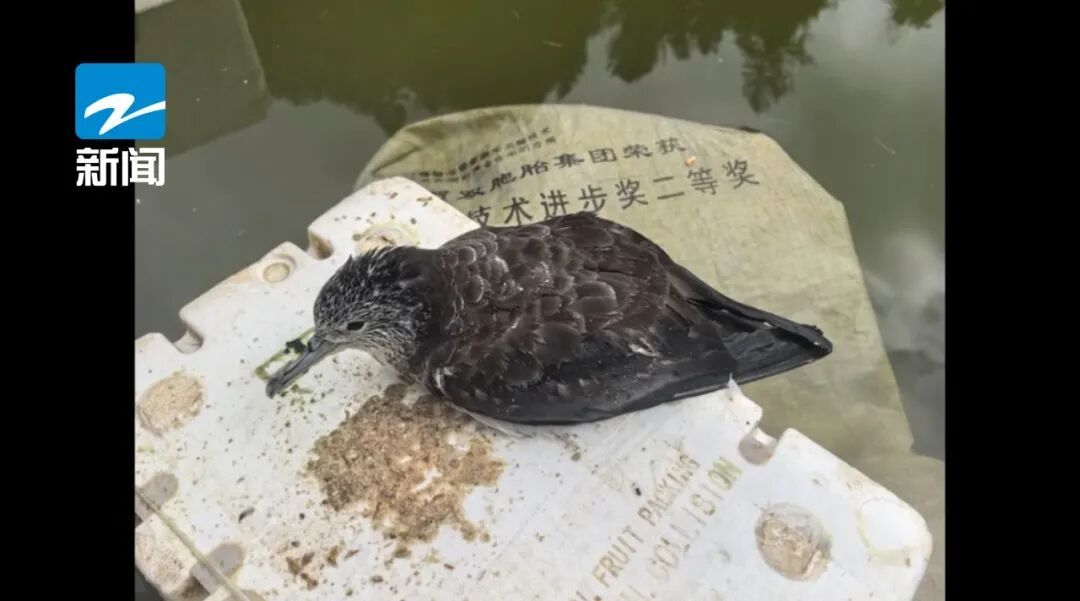 稀奇！浙江一地首次发现，竟是被台风“吹”来的？